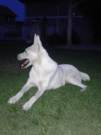 AZRA
