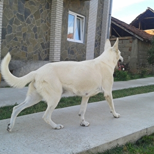 azra1.jpg