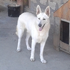 ARCI