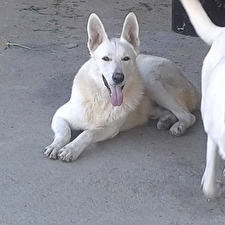 ARCI