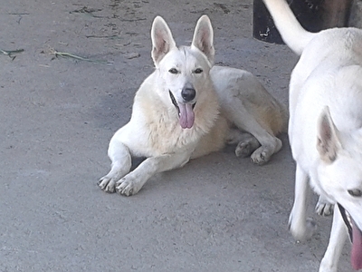 ARCI